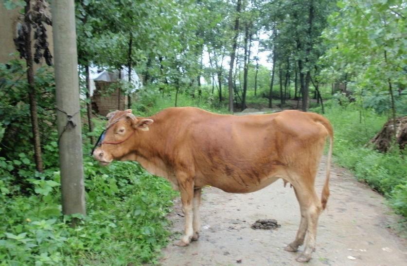 昌都最新求一个套医保卡的黄牛是真的吗方法分析(最方便真实的昌都求一个套医保卡的黄牛是真的吗还是假的方法)